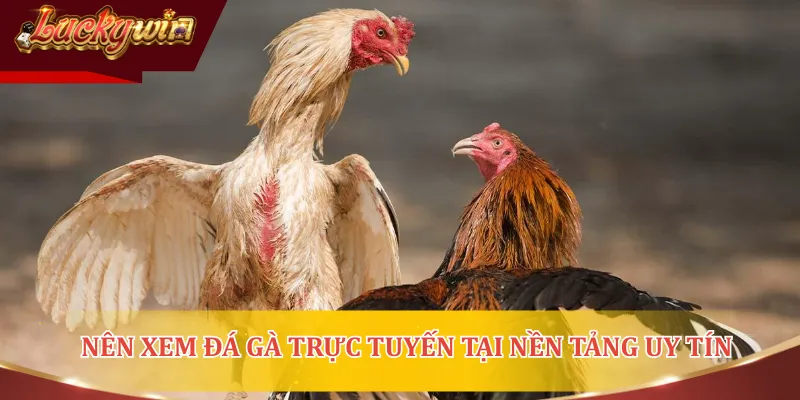 Xem đá gà trực tiếp mang đến nhiều ưu điểm tuyệt vời