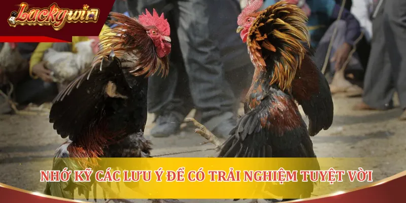 Xem đá gà trực tuyến tại nền tảng uy tín mang lại trải nghiệm an toàn